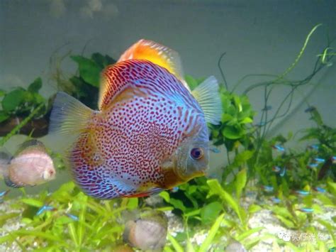 七彩神仙魚飼養入門|七彩神仙飼養篇